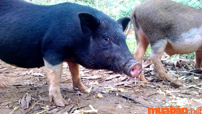 Mơ thấy heo đen, mang đến điềm xấu và khó khăn.