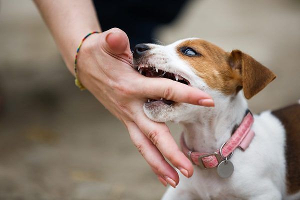 Nằm Mơ Thấy Chó Cắn Đánh Số Gì? Giải Mã Giấc Mơ Và Con Số May Mắn