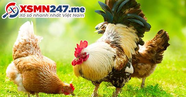 Nằm mơ thấy gà trống