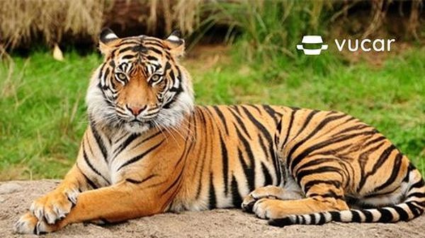 Nằm Mơ Thấy Hổ Đánh Con Gì? Giải Mã Giấc Mơ Và Con Số May Mắn