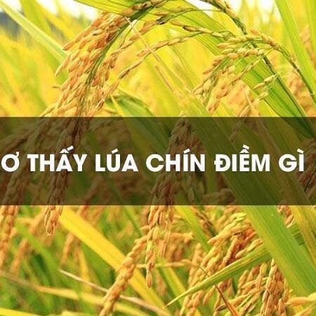 Nằm Mơ Thấy Lúa Chín Đánh Số Gì? Giải Mã Giấc Mơ Và Những Con Số May Mắn