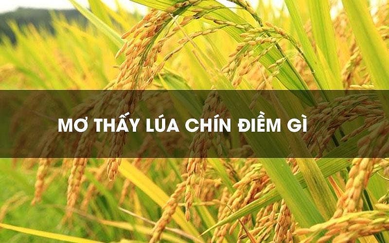 Nằm Mơ Thấy Lúa Chín Đánh Số Gì? Giải Mã Giấc Mơ Và Những Con Số May Mắn