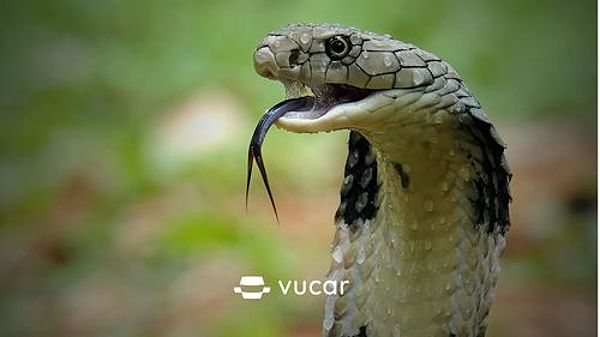 Nằm Mơ Thấy Nhiều Rắn Đánh Con Gì? Giải Mã Giấc Mơ Và Con Số May Mắn