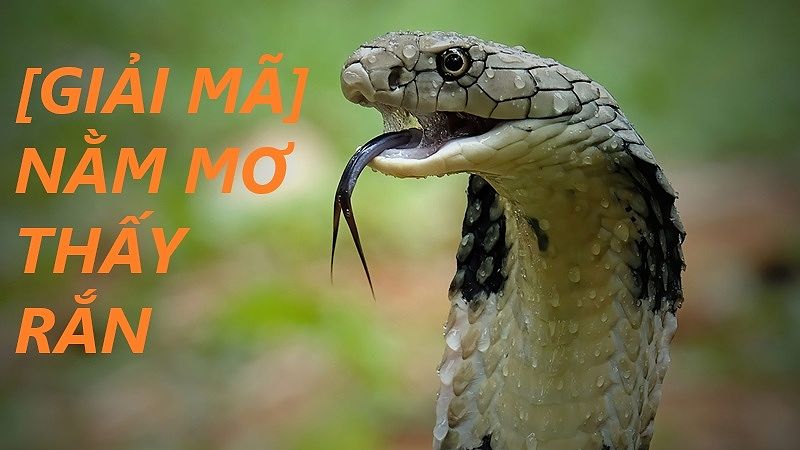 Nằm Mơ Thấy Rắn Hổ Mang Đánh Con Gì? Giải Mã Giấc Mơ Và Số Đề May Mắn